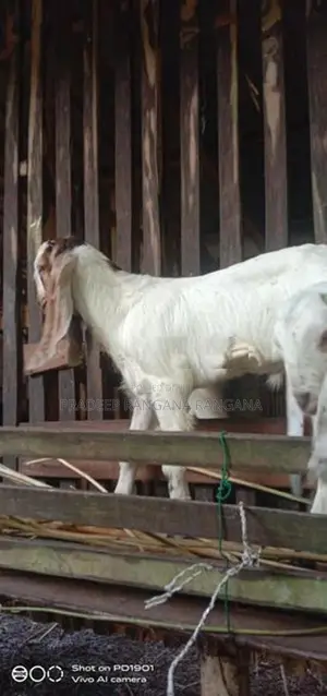 එළුවන්