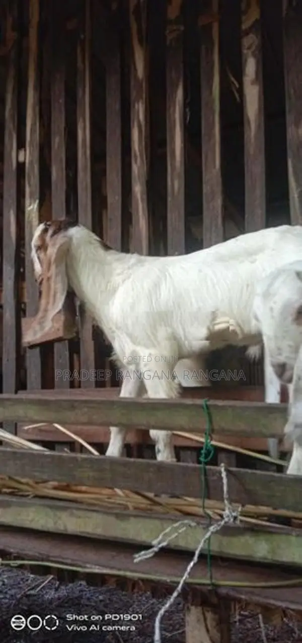 එළුවන්