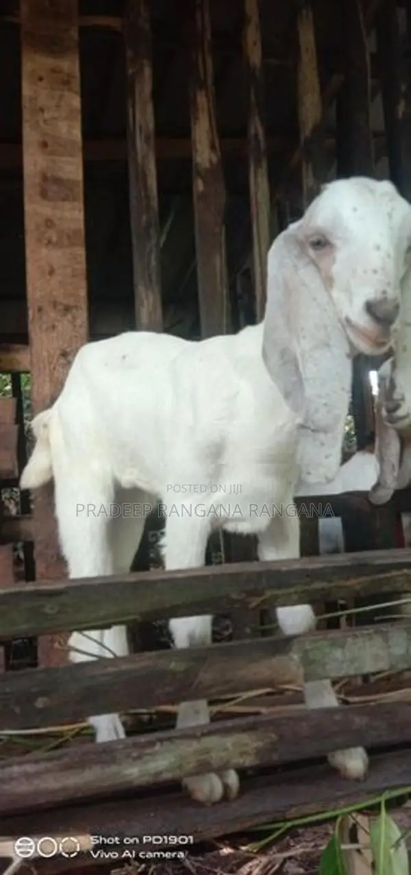 එළුවන්