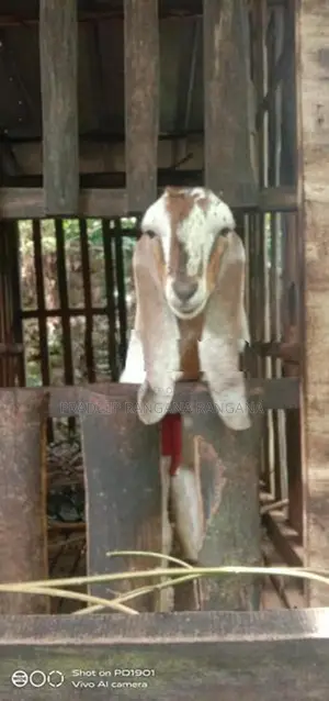 එළුවන්