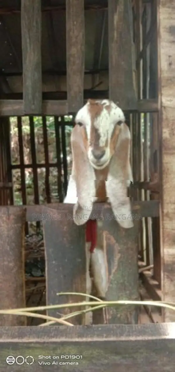 එළුවන්