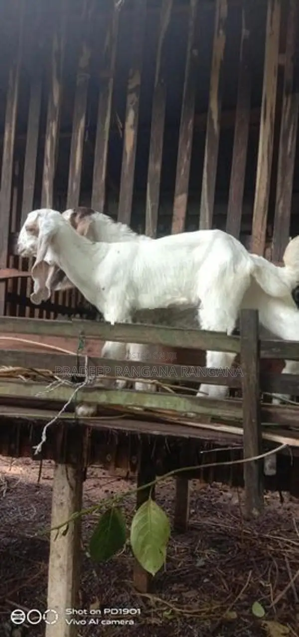 එළුවන්