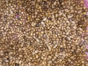 කුරුදු ඇට