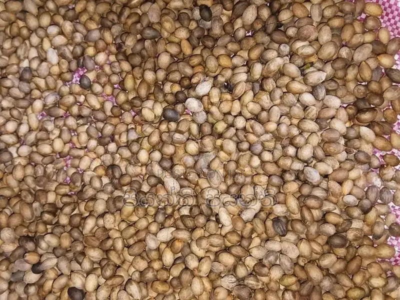 කුරුදු ඇට