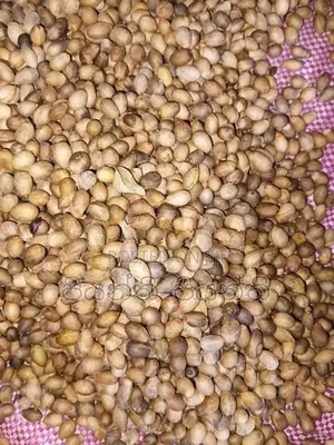 කුරුදු ඇට