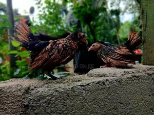Gold Sebright Chicks