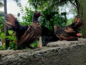 Gold Sebright Chicks