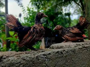 Gold Sebright Chicks