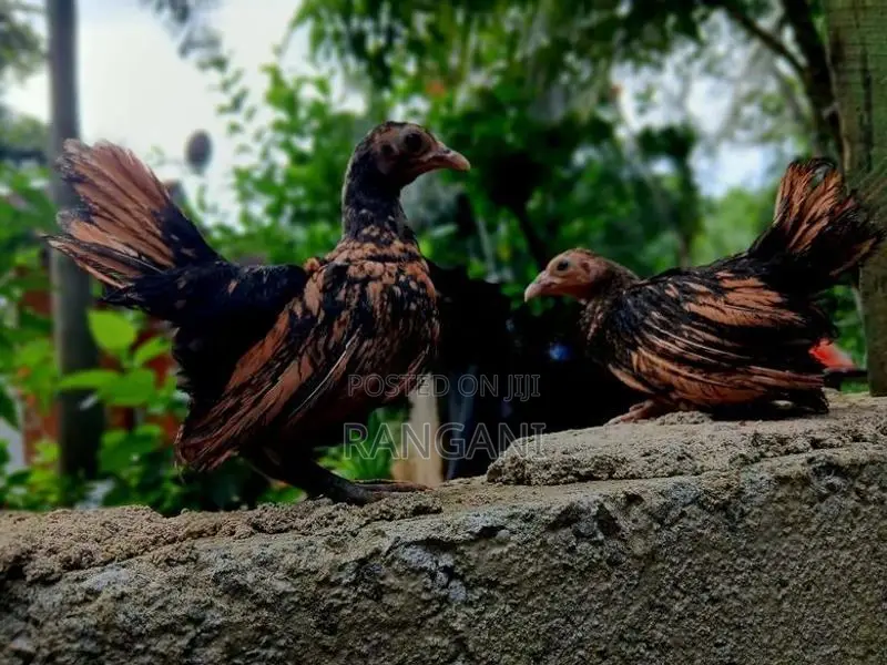 Gold Sebright Chicks