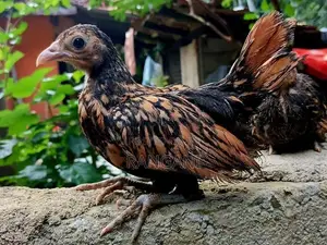 Gold Sebright Chicks