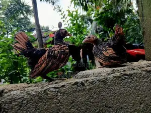 Gold Sebright Chicks