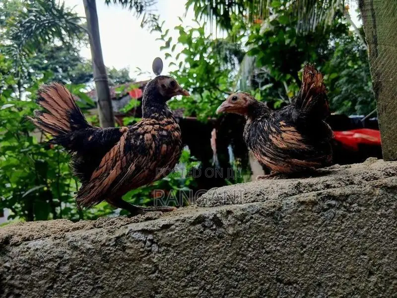 Gold Sebright Chicks