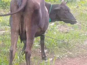 Milk Cow