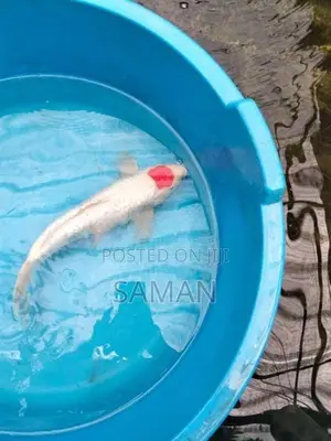 Koi Fish