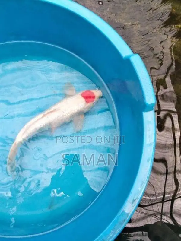 Koi Fish