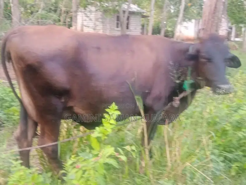 Milk Cow