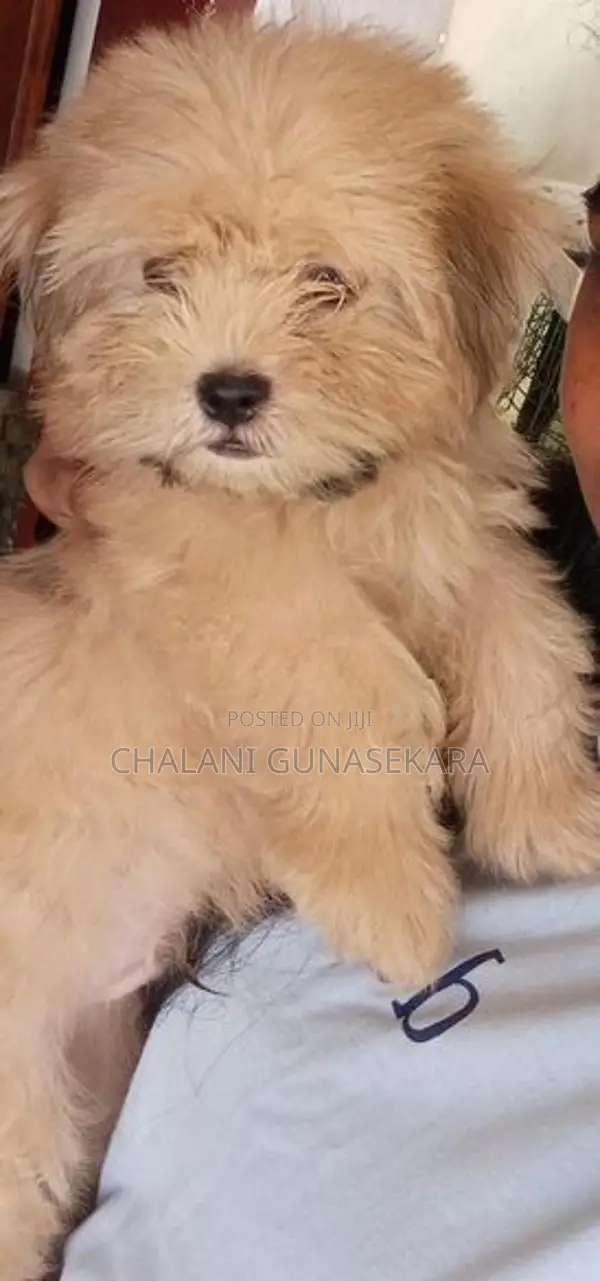 Shih Tzu Puppy