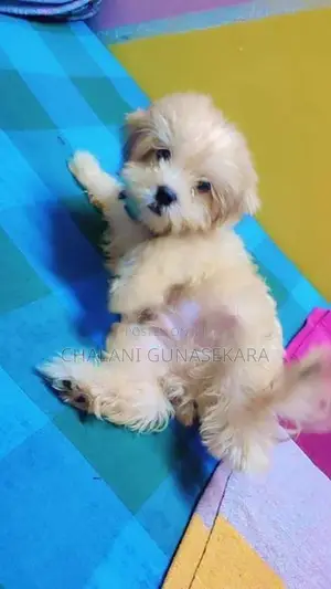 Shih Tzu Puppy