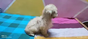 Shih Tzu Puppy