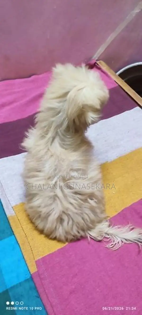 Shih Tzu Puppy