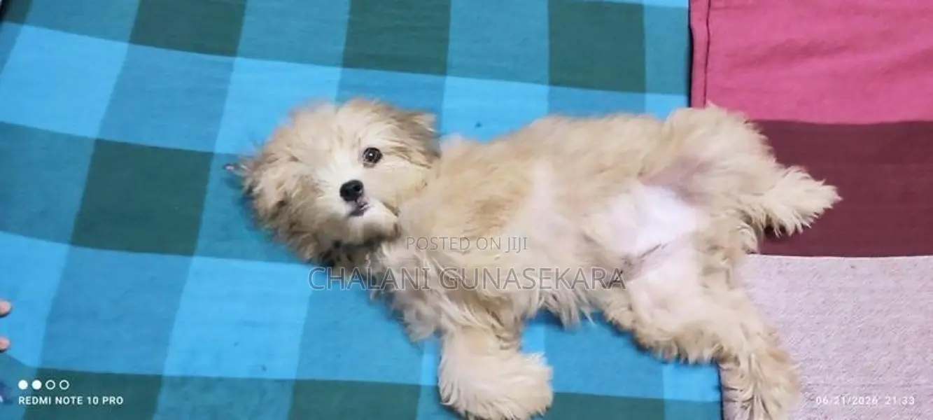 Shih Tzu Puppy