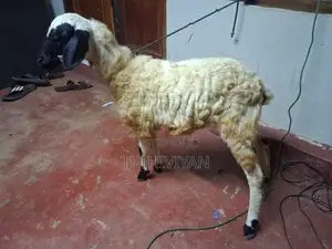 செம்மறி ஆடு