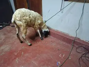 செம்மறி ஆடு
