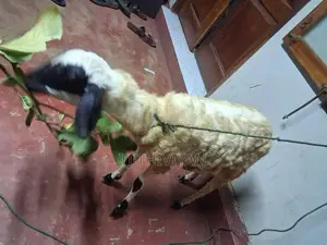 செம்மறி ஆடு