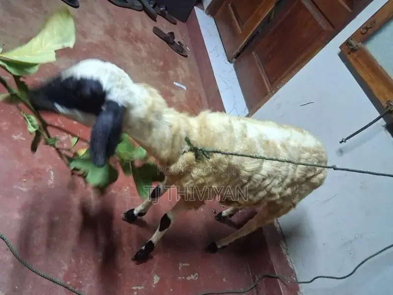 செம்மறி ஆடு