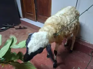 செம்மறி ஆடு