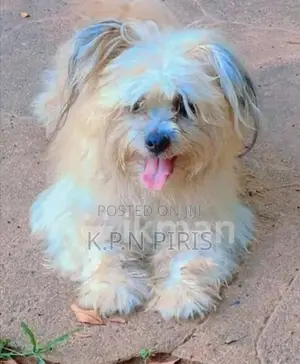 Shih Tzu Puppy
