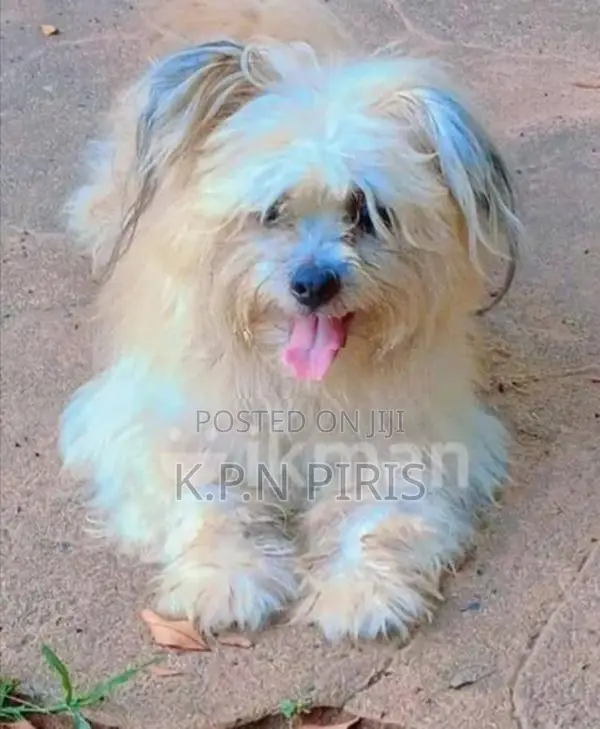 Shih Tzu Puppy