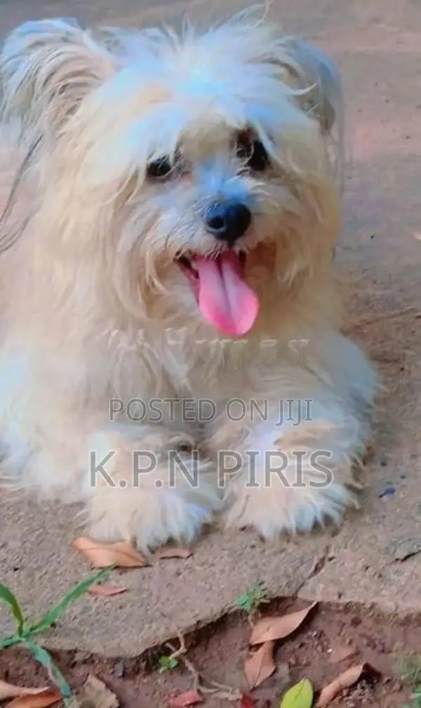 Shih Tzu Puppy