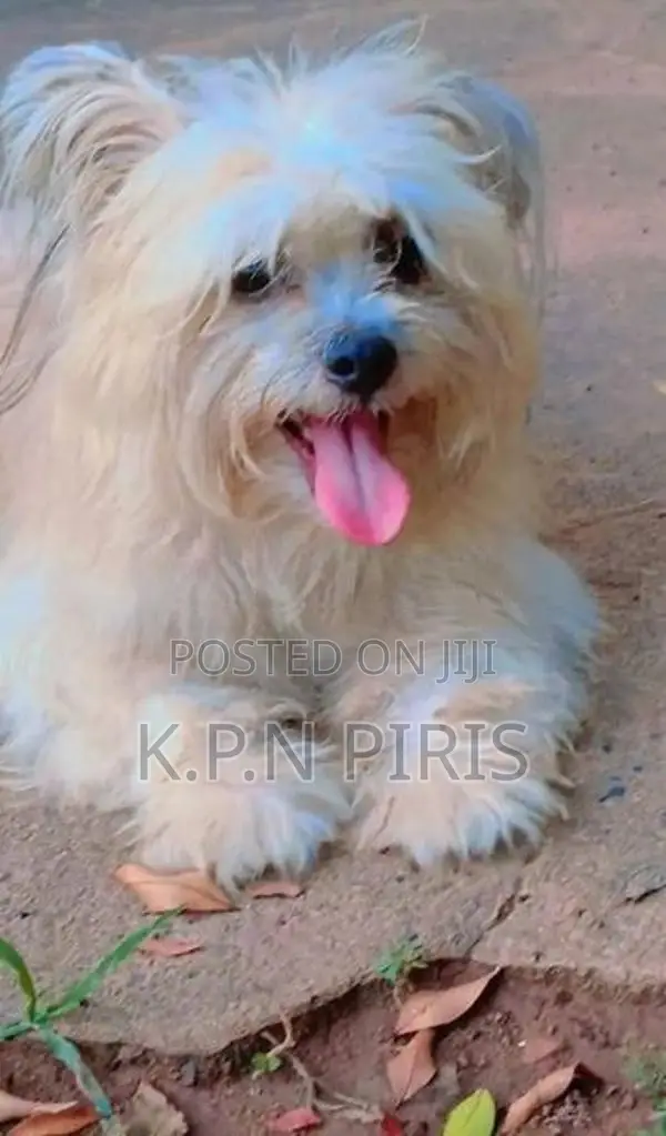Shih Tzu Puppy
