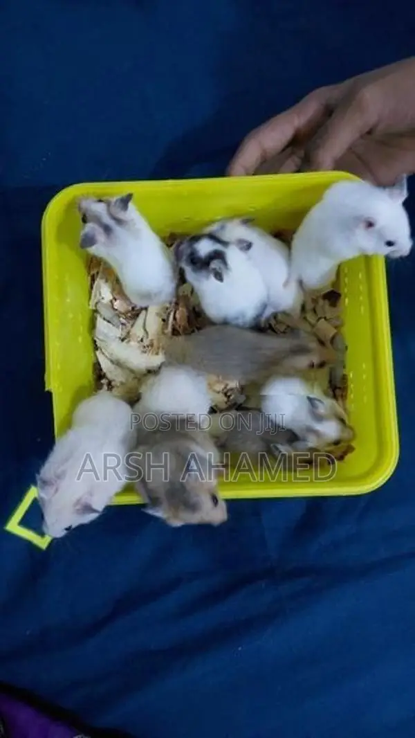 Syrian Teddy Hamster