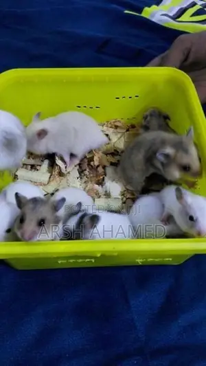 Syrian Teddy Hamster
