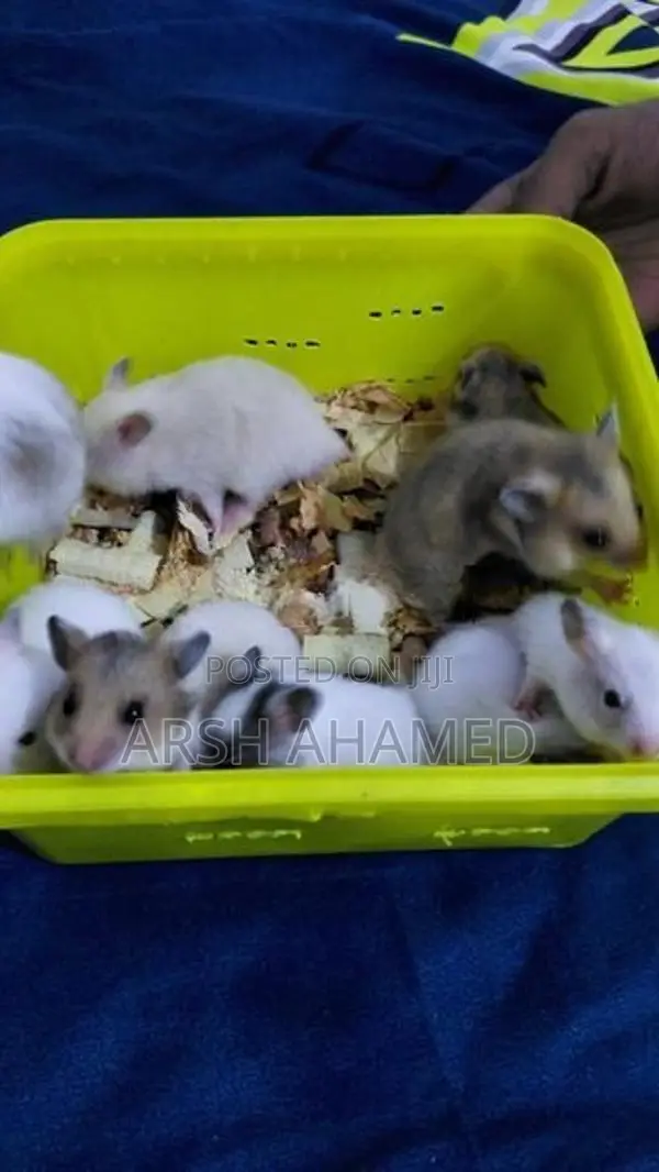 Syrian Teddy Hamster