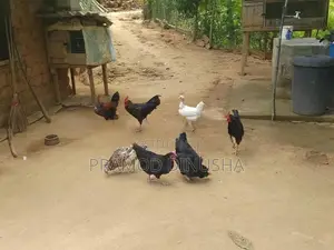 Gam Kukulo