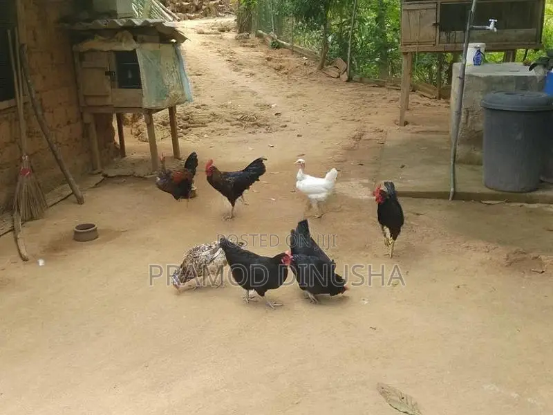 Gam Kukulo