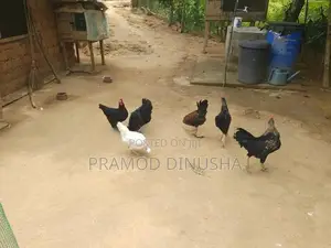 Gam Kukulo