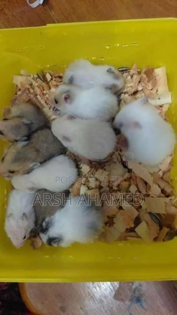 Syrian Teddy Hamster