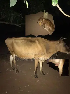 කිරි එළදෙනුන්