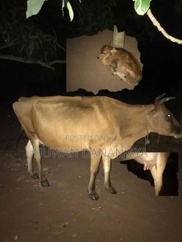 කිරි එළදෙනුන්