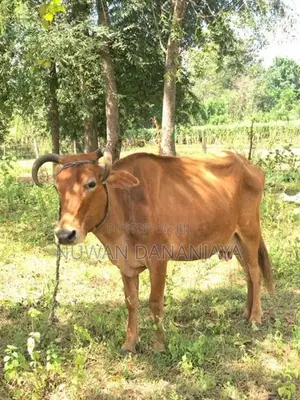 කිරි එළදෙනුන්