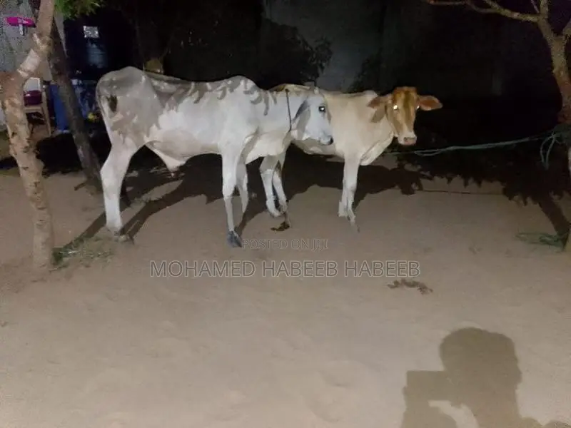 Farm Cow