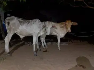 Farm Cow