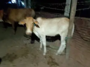 Farm Cow