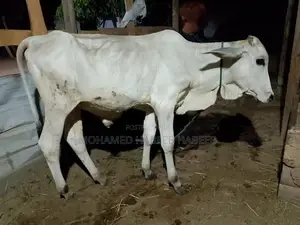 Farm Cow