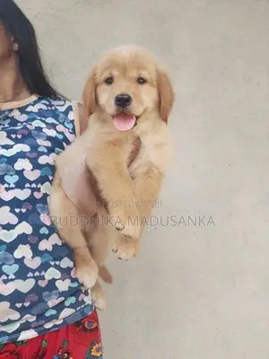 Golden Retriever Puppies
