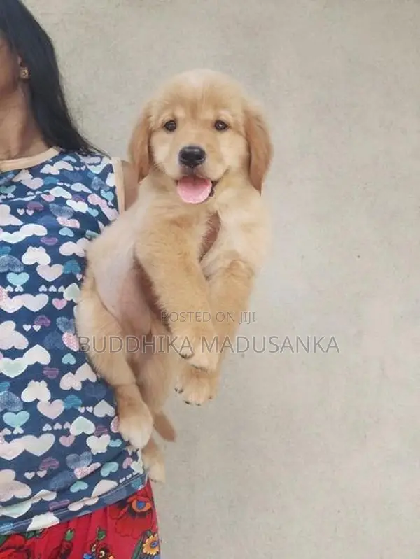 Golden Retriever Puppies